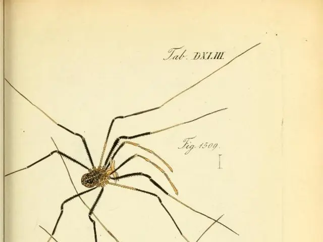 Interpreting dreams featuring spiders: what's the hidden symbolism?