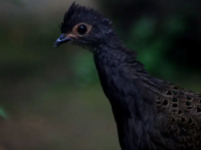 District publicly releases rehabilitated avians in Temryuk area