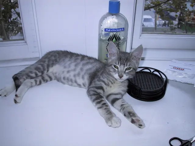 Whispered within 'Relay,' a clandestine facilitator assists in vanishing individuals - but...