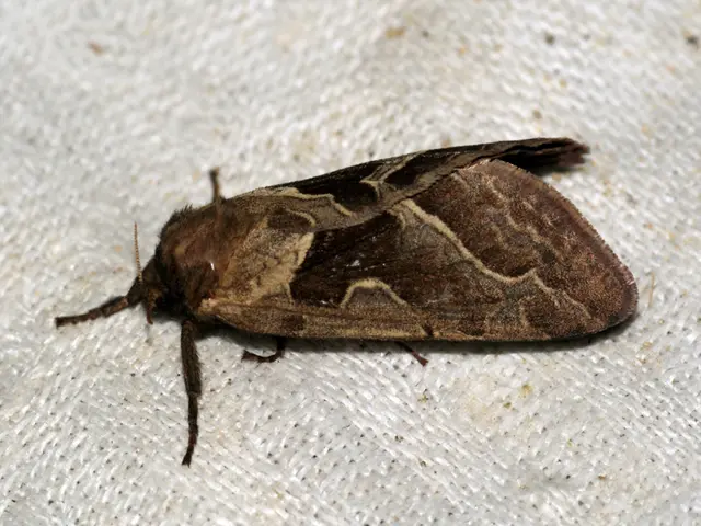 Liver disease eruption: Characteristics, origins, and further details