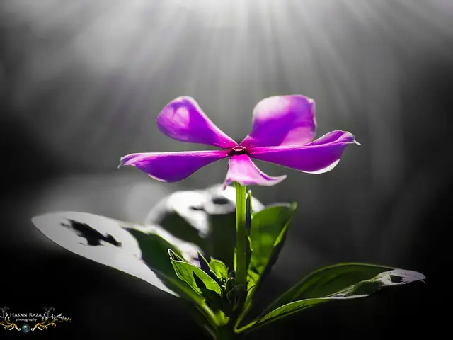 Divide Your Peace Lily: Discover the Art of Peace Lily Plant Segmentation