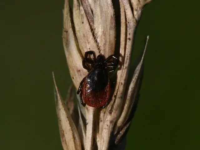 Brown Tips on Peace Liles: Common Causes and Solutions Explored