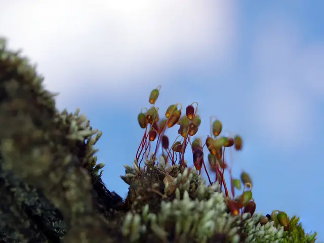 Observing the Crescent Moon's Radiance on Monday Night, in Close Proximity to Mars