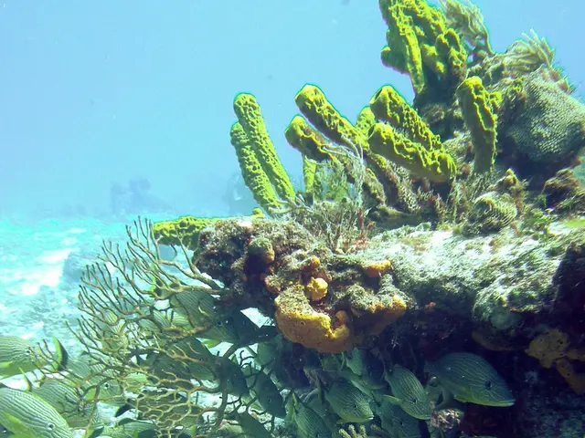 Image Highlight: Advocating Marine Research on the Seabed