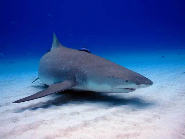 Playful Interactions Between Dolphins and Whales Unearthed in New Research