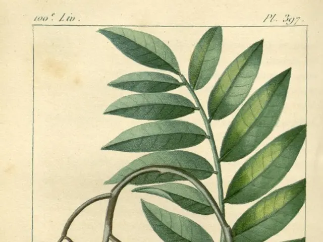 Muskmelons with Enhanced Quality and Long Shelf Life Obtainable through Prize-Winning Net House...