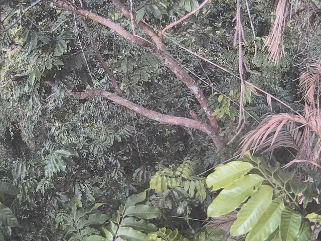 Exploring the palm oil production pathway in Malaysia, focusing on its eco-friendly practices.