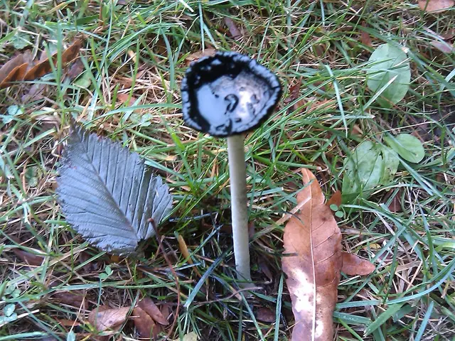 Stinkhorn Mushroom: A Foul-Smelling Fungus Species