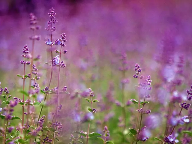 Preventing Lavender from Becoming Woody: A Guide