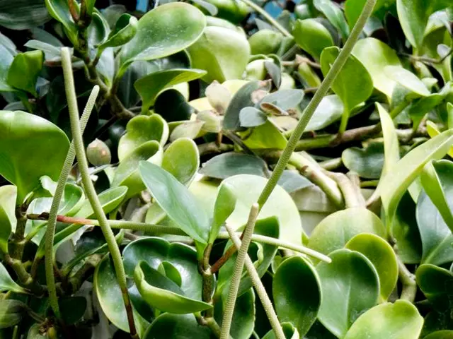 Strategies for Minimizing Water Use in Your Garden