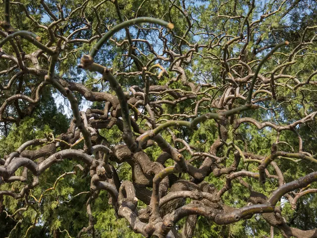 Tree Recognized as National Artifact of Significance
