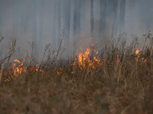 Urban blaze sparks over an expanse of 2 hectares in Krasnodar city