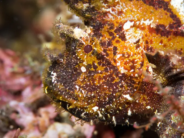 Simplifying Underwater Photography with the TG-5