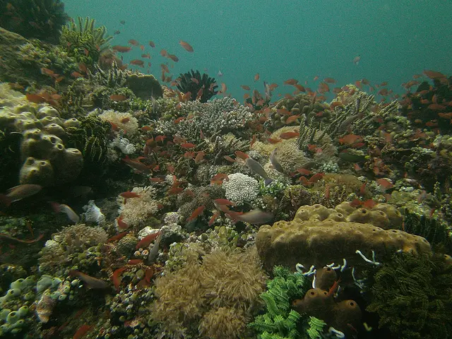 Application for Acoustic Analysis Estimates Marine Creature Abundance