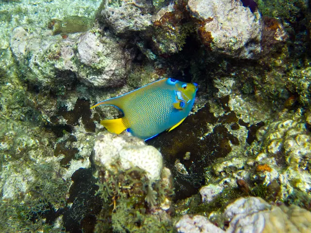 Scientists at Scripps Institute Employ Photomosaic Tech to Discern Patterns in Coral Reef Chaos