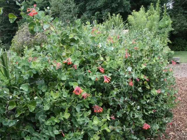 Blooming Marvel: The Rose Story