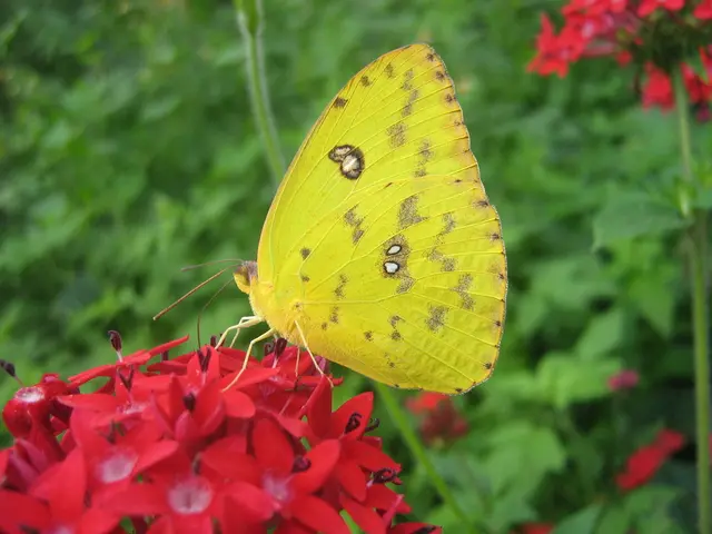 A Tale of Amorous Affection: The Butterfly's Romance