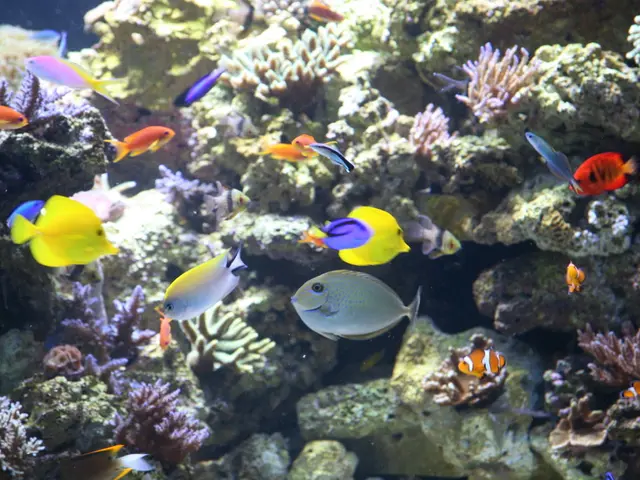 Transparent-headed fish dwells deep underwater