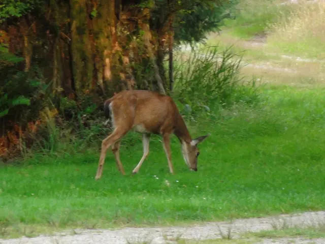 Poorly Suited Farmlands: Woodlands Offer Limited Grazing Potential