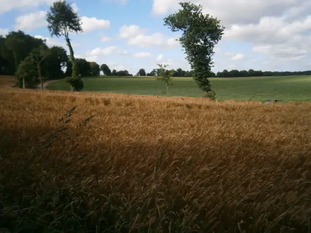 Soybean Cultivation After Small Grains for Dual Harvest