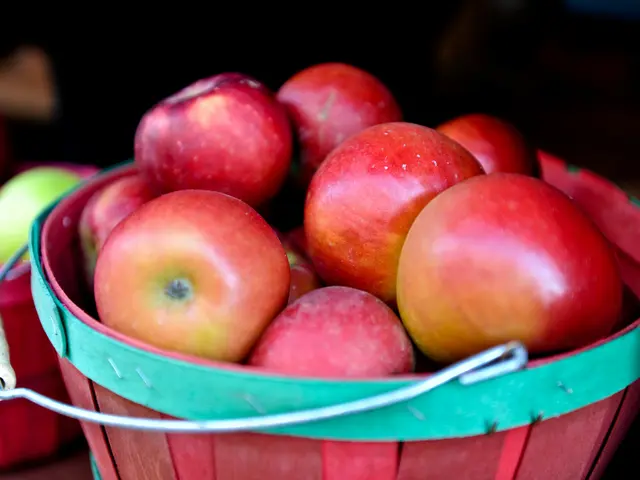Castle moat today yields bountiful apple harvest