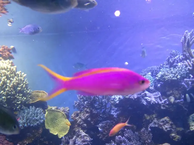 Philippines' Marine Life Braces for Devastation