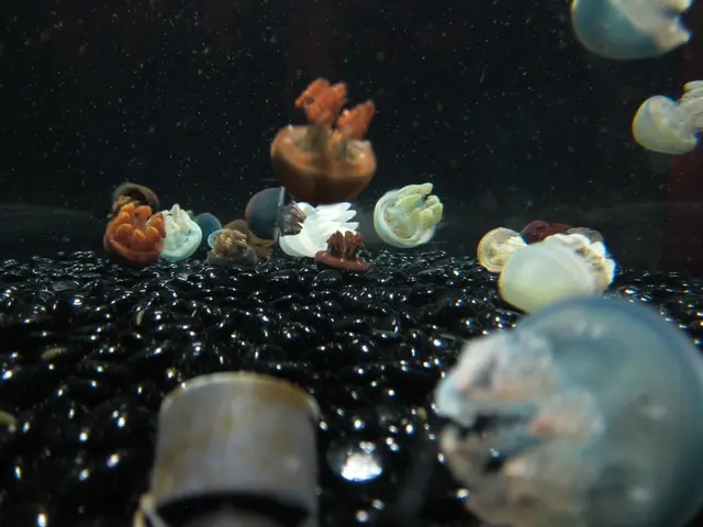 Deteriorated sea and ocean water quality leading to jellyfish bloom in Spain