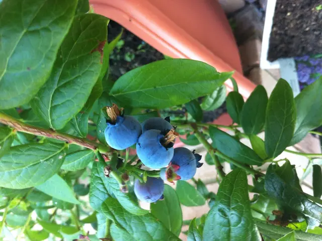 France-bound blueberry farmers in Brittany aim high with grand expansion plans across the country