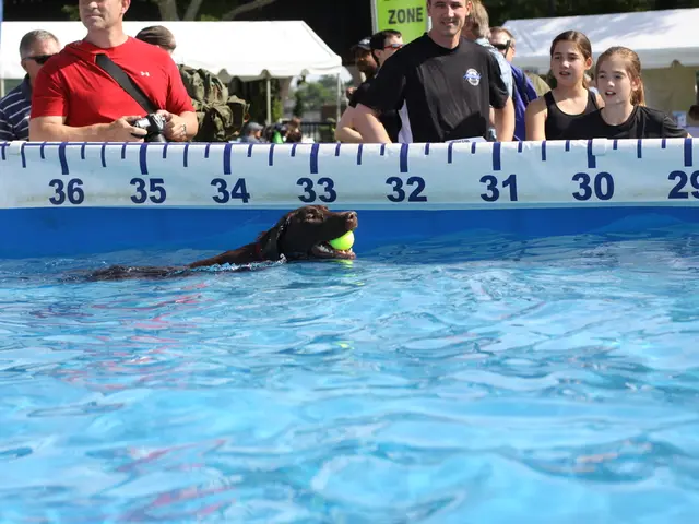 Watching a Dog Swimming at the Season's Conclusion at the Heide Outdoor Swimming Facility