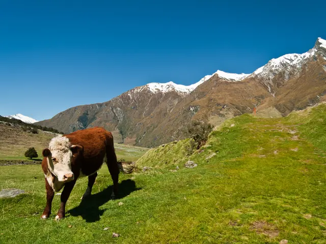 "Dispelling the Common Misconception Surrounding the Iconic Bovine: Why the Common Cow Theory Is...