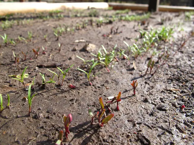 Enhancing construction materials with a clay blend incorporating seaweed may lead to greener,...