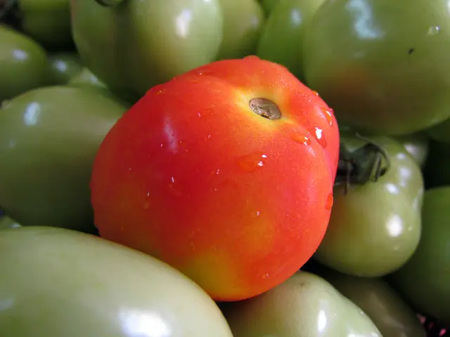 "5 Factors Leading to Discolored Tomato Foliage"
