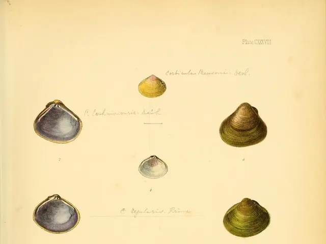 shellblowing tradition aids in resolving frequent sleep disorder (common)