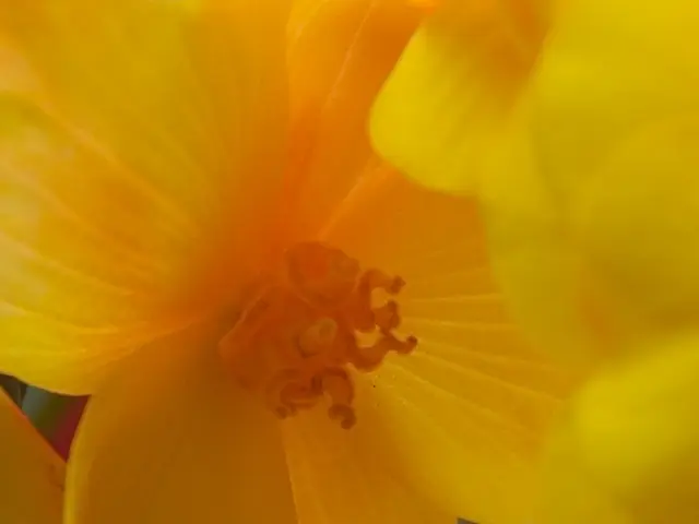 Airborne Pollen Levels: Grasses, Beech, and Ambrosia Contributing to PollenContamination