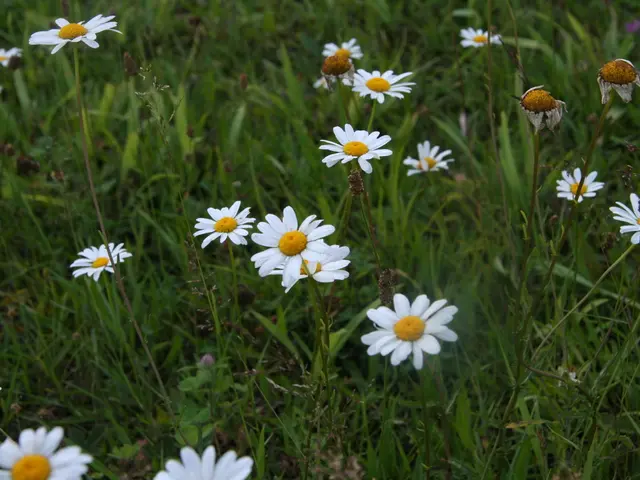 Current Pollenflug Lüdenscheid reading: Pollution levels from grasses and other compounds
