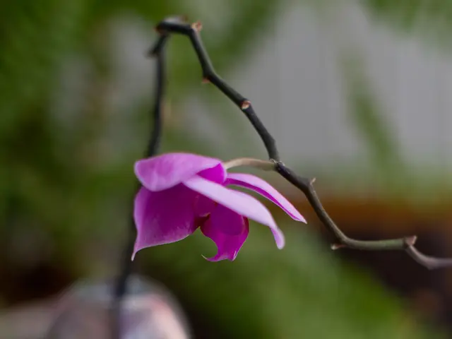 Deadly Secret of Buttercups: Discovering the Poisonous Nature of a Common Blossom