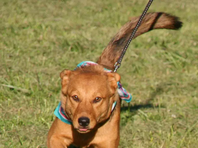 Reason behind Canines Consuming Soil: