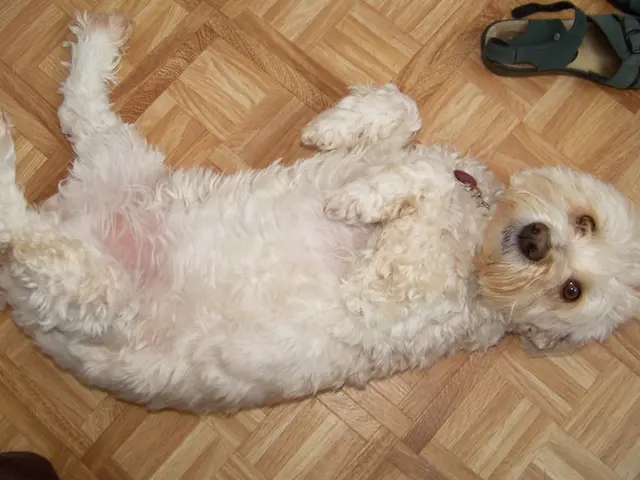 Dog Limping: Causes and Veterinary Expert Opinions, by Hanie Elfenbein, DVM, and Reviewed by...