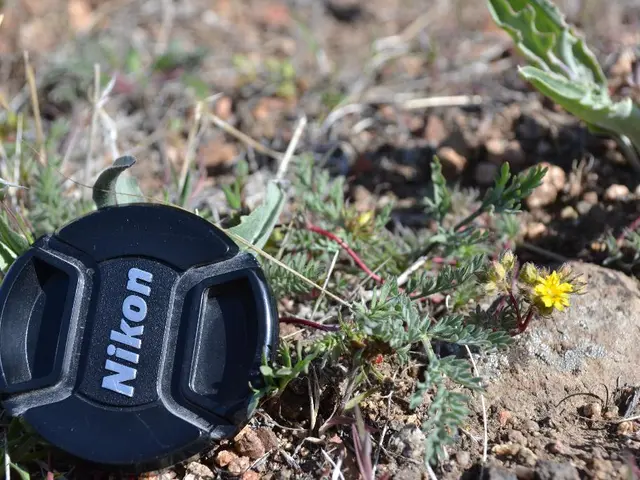 Kid-Friendly and Pet-Safe Lawn Design: An Examination of Titan Turf's Artificial Grass