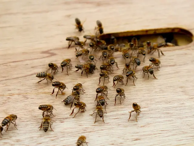 Anticipating Pest Examinations in Your Domicile: An Overview