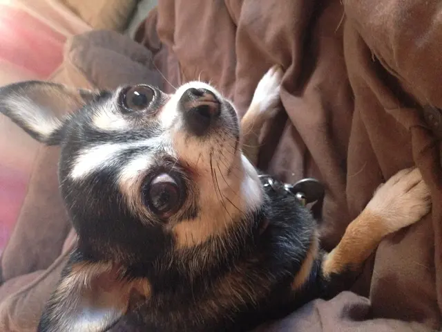 Essential reminders for pet owners planning a trip across Europe