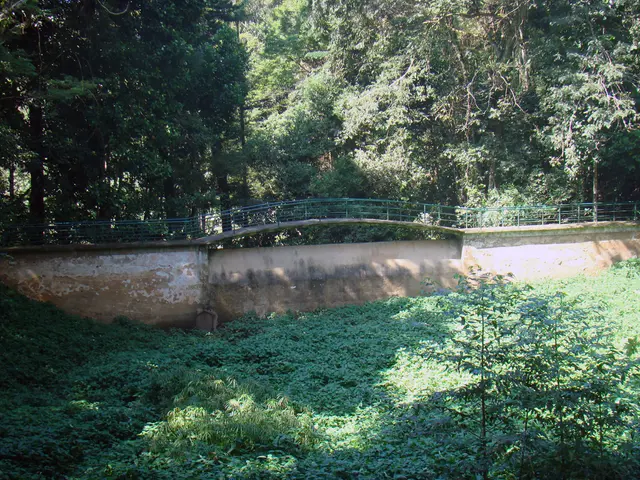 Optimal Time for Trimming Japanese Holly Bushes