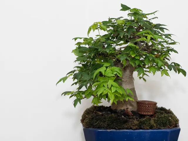 Guide to Bonsai Shape, Structure, Surface Quality, and Hue