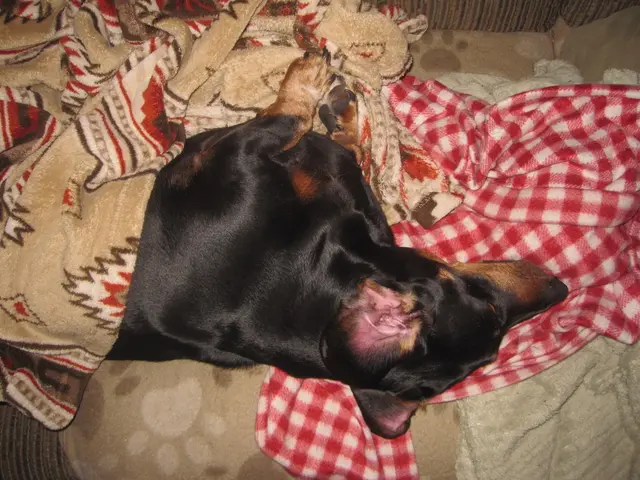 Dogs pant as a means of cooling down their bodies, especially during intense physical activity or...