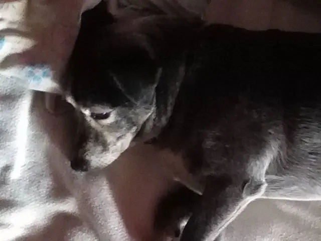 The expert discloses the role that repose and slumber play in shaping your canine's demeanor,...