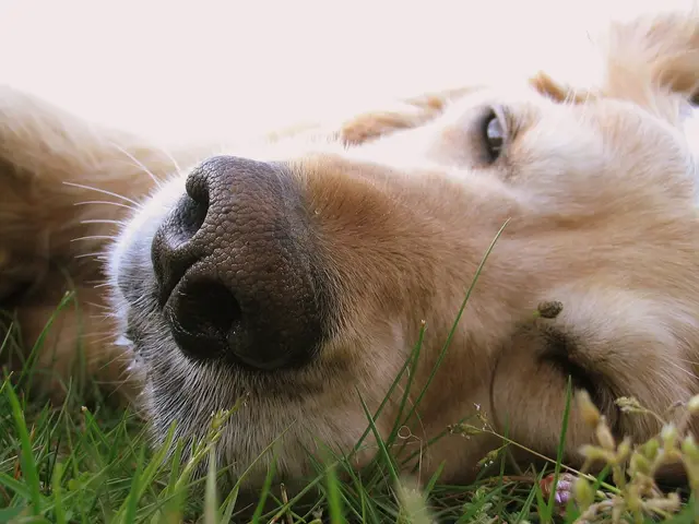 Identifying and Alleviating Hay Fever Symptoms in Dogs: Recognizing the Signs and Providing Relief