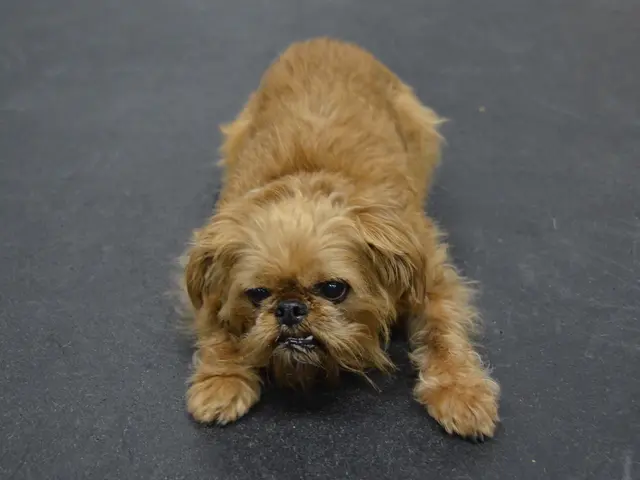 Wild Canines Encountered Hitting the Road from Vehicles