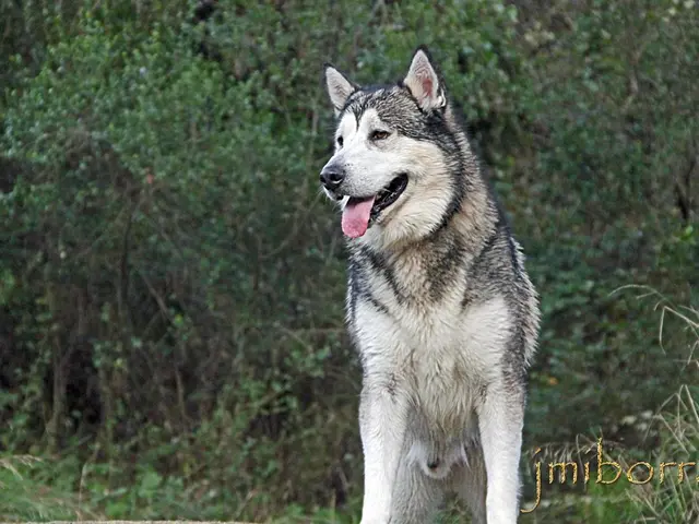 Protesting for Enhanced Wolf Conservation at the Brocken