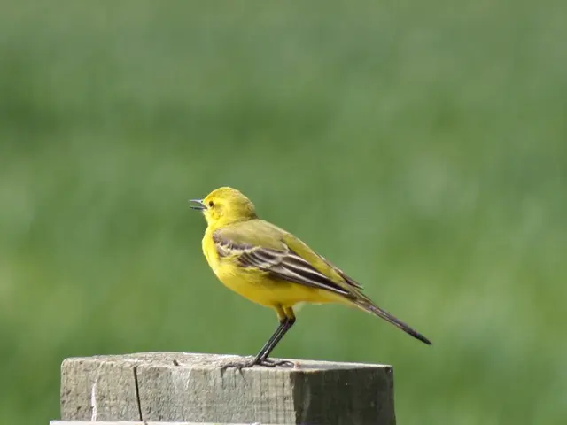 Dive into Venture with Vanguard ETF, Invest Your $1,000 in July's Top Pick