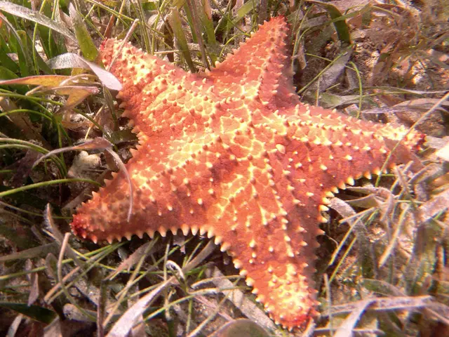 Space Chicken: A Mammal's Journey Through the Cosmos